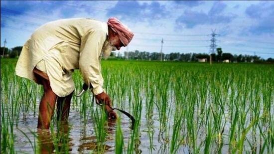 Challenges, such as water disputes, territorial rights, economic stagnation, rising unemployment, and the agrarian crisis, transcend partisan politics. These are not issues to be politicised but should form the foundation of a unified agenda for Punjab’s leadership. (Representational photo)